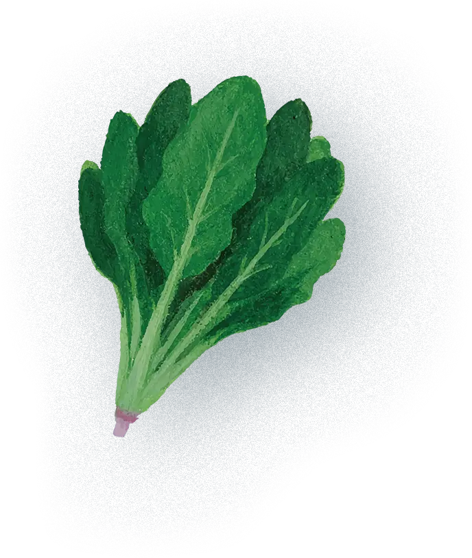野菜イラスト
